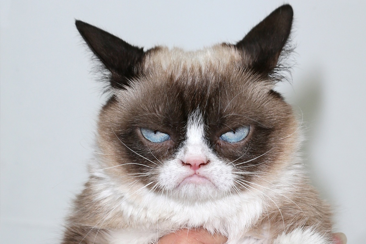 grumpy-cat-worlds-richest-cat.jpg